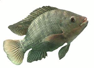 Tilapia