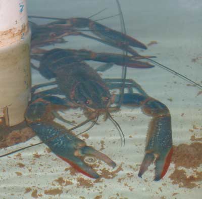Male Australian red Claw Crayfish
