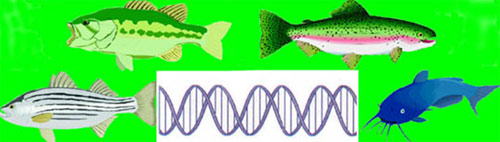 Fish Genetics Logo