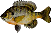 Hybrid Bluegill