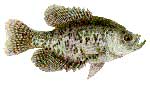 CRAPPIE