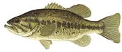 LARGEMOUTH BASS