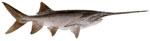 Paddlefish