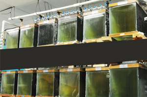 Lab with aquaria